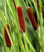 Typha laxmanii